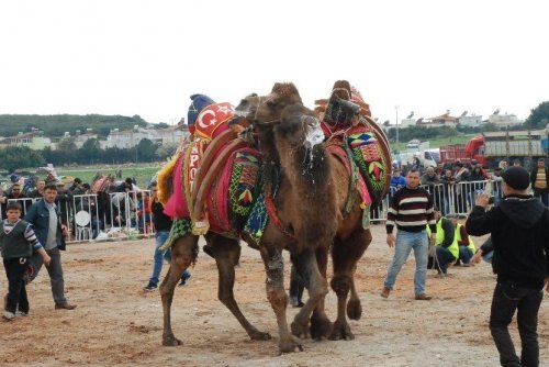 Develer spor kulübü yararına güreşti