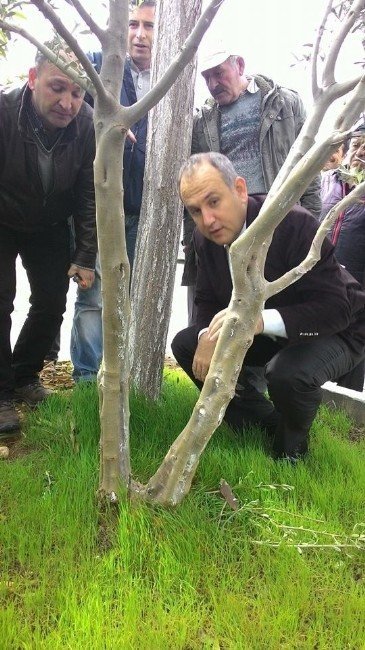 Kaymakam Yönden zeytin budama kursunu ziyaret etti